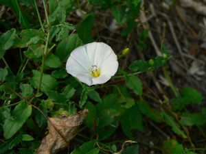 Svlačec rolní (Convolvulus arvensis L.)