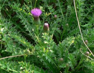 Pcháč bezlodyžný (Cirsium acaule)