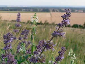 Šalvěj přeslenitá (Salvia verticillata L.)