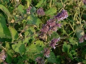 Šalvěj přeslenitá (Salvia verticillata L.)