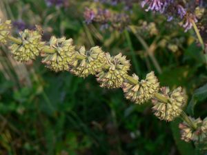 Šalvěj přeslenitá (Salvia verticillata L.)