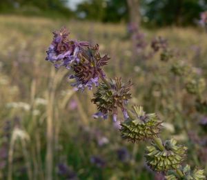 Šalvěj přeslenitá (Salvia verticillata L.)