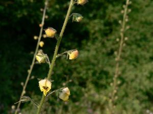 Divizna švábovitá (Verbascum blattaria L.)