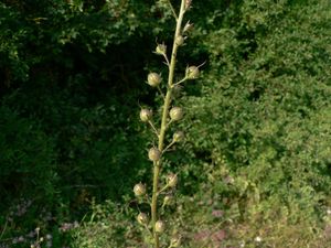 Divizna švábovitá (Verbascum blattaria L.)