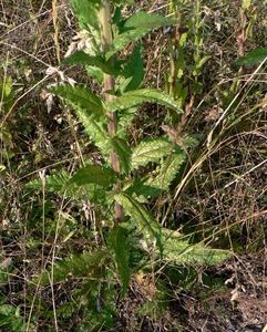 Divizna švábovitá (Verbascum blattaria L.)