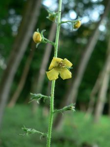 Divizna švábovitá (Verbascum blattaria L.)