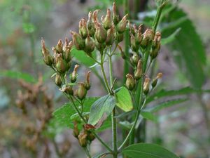 Třezalka tečkovaná (Hypericum perforatum)