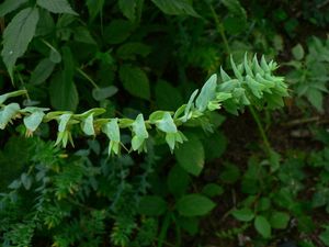 Voskovka menší (Cerinthe minor)