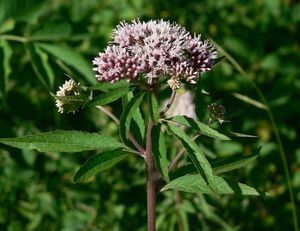 Sadec konopáč (Eupatorium cannabinum)