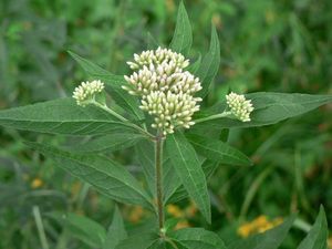 Sadec konopáč (Eupatorium cannabinum)