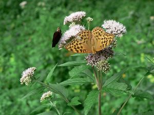 Sadec konopáč (Eupatorium cannabinum)