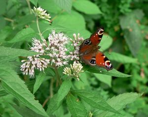 Sadec konopáč (Eupatorium cannabinum)