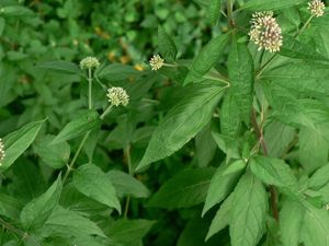 Sadec konopáč (Eupatorium cannabinum)