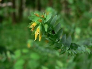 Voskovka menší (Cerinthe minor)