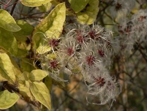 Plamének plotní (Clematis vitalba)