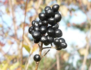 Ptačí zob obecný (Ligustrum vulgare)