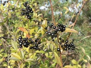 Ptačí zob obecný (Ligustrum vulgare)