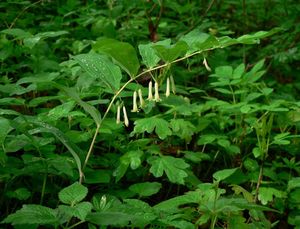 Kokořík mnohokvětý (Polygonatum multiflorum)