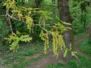 Dub letní (křemelák) (Quercus robur L. ex Simk.)