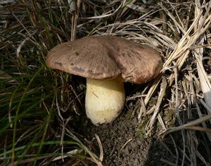 Klouzek žíhaný - Suillus collinitus (Fr.) Kuntze