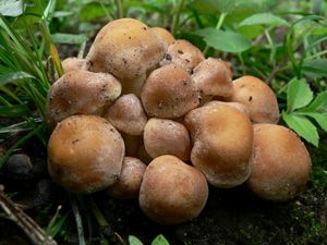 Třepenitka svazčitá - Hypholoma fasciculare  (Huds.) P. Kumm. 1871