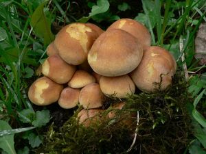 Třepenitka svazčitá - Hypholoma fasciculare  (Huds.) P. Kumm. 1871