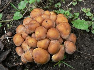 Třepenitka svazčitá - Hypholoma fasciculare  (Huds.) P. Kumm. 1871