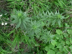 Kamejka lékařská (Lithospermum officinale)