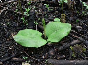 Bradáček vejčitý (Listera ovata)