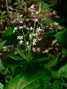 Svízel vonný  (Galium odoratum)