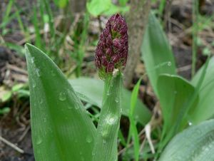 Vstavač nachový (Orchis purpurea Huds.)