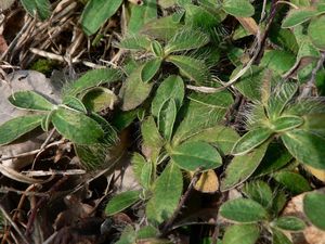 Jestřábník chlupáček (Hieracium pilosella)