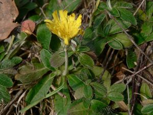 Jestřábník chlupáček (Hieracium pilosella)