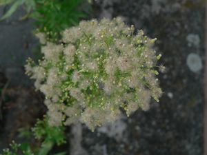 Turan kanadský (Conyda Canadensis)