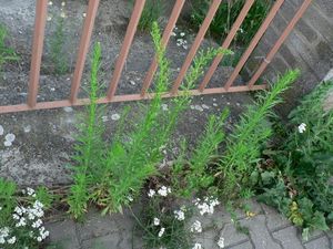 Turan kanadský (Conyda Canadensis)