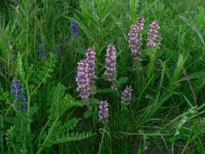 Zběhovec lesní (Ajuga genevensis)