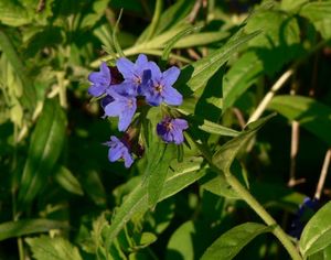 Kamejka modronachová (Lithospermum purpureo-coeruleum L.)