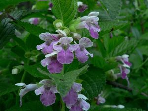 Medovník meduňkolistý (Melittis melyssophyllum)