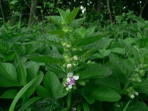 Medovník meduňkolistý (Melittis melyssophyllum)