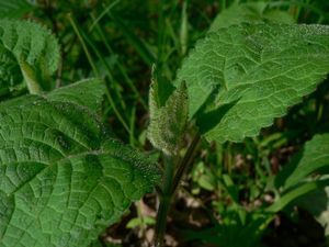 Medovník meduňkolistý (Melittis melyssophyllum)