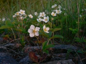 Jahodník obecný (Fragaria vesca)