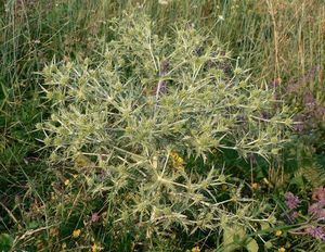 Máčka ladní (Eryngium campestre)