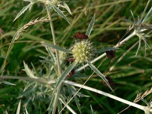 Máčka ladní (Eryngium campestre)