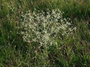 Máčka ladní (Eryngium campestre)