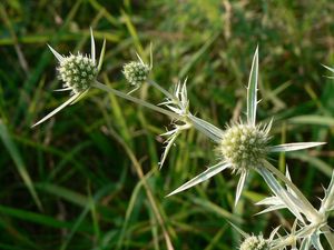 Máčka ladní (Eryngium campestre)