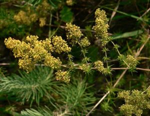 Svízel syřišťový (Galium verum L.)