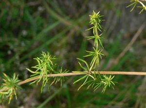 Svízel syřišťový (Galium verum L.)