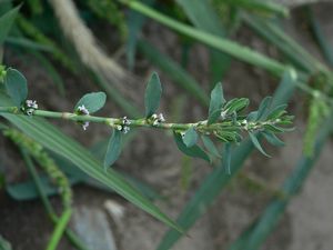 Truskavec ptačí (Polygonum aviculare)