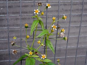 Peťour maloúborný (Galinsoga parviflora)