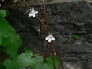 Zvěšinec (Cymbalaria sp.)